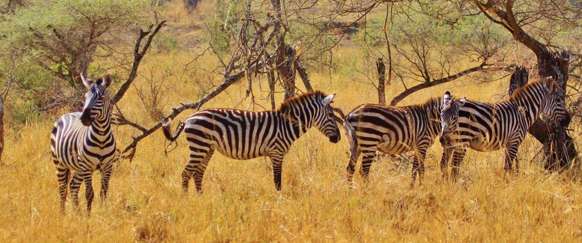 Tanzanie