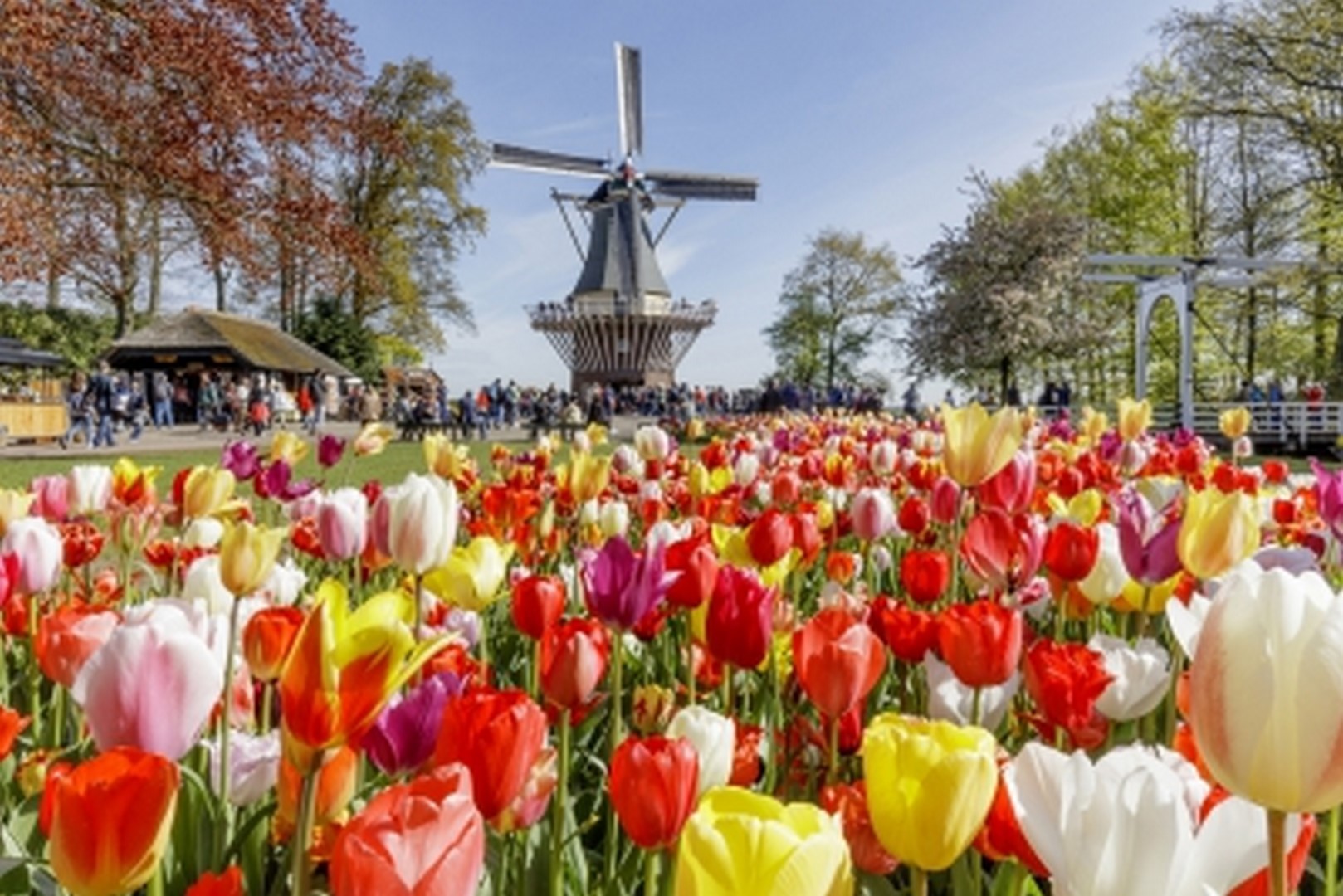 Au Pays des Tulipes